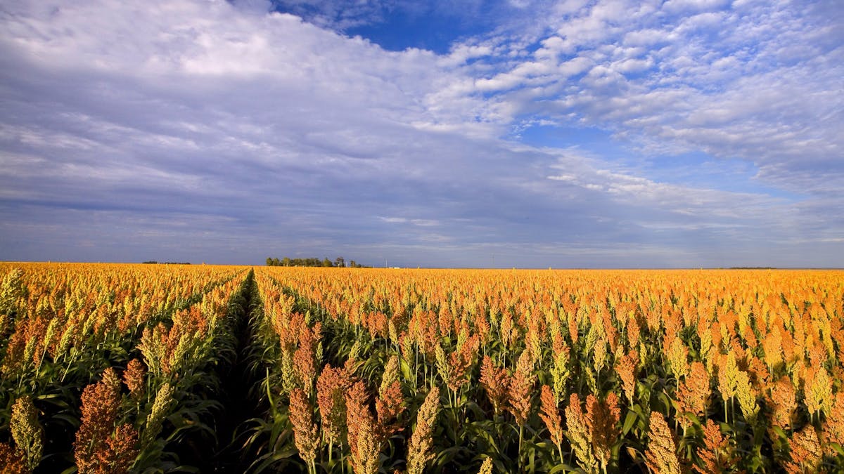 Field, Cecil Plains