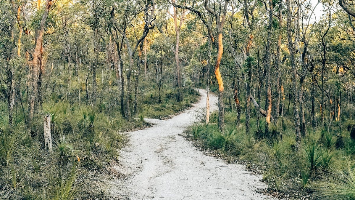 Gravel track through bush with soft morning light at Don and Christine Burnett Conservation Area