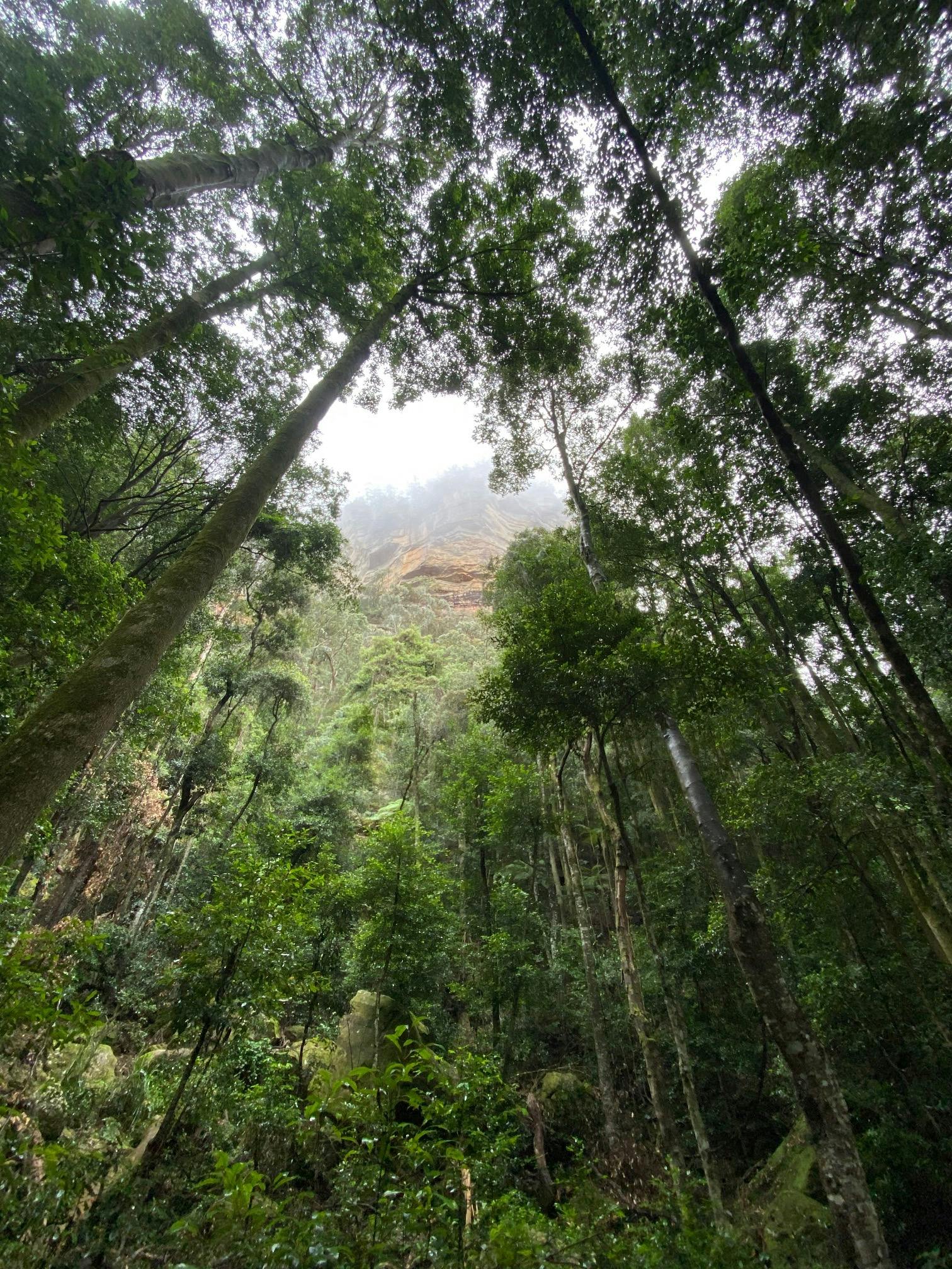 rainforest and tall forest Eucalyptus