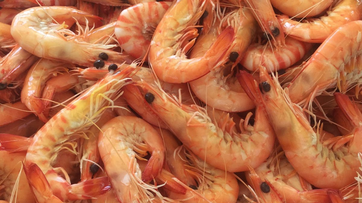 Whitsunday WILD Prawns