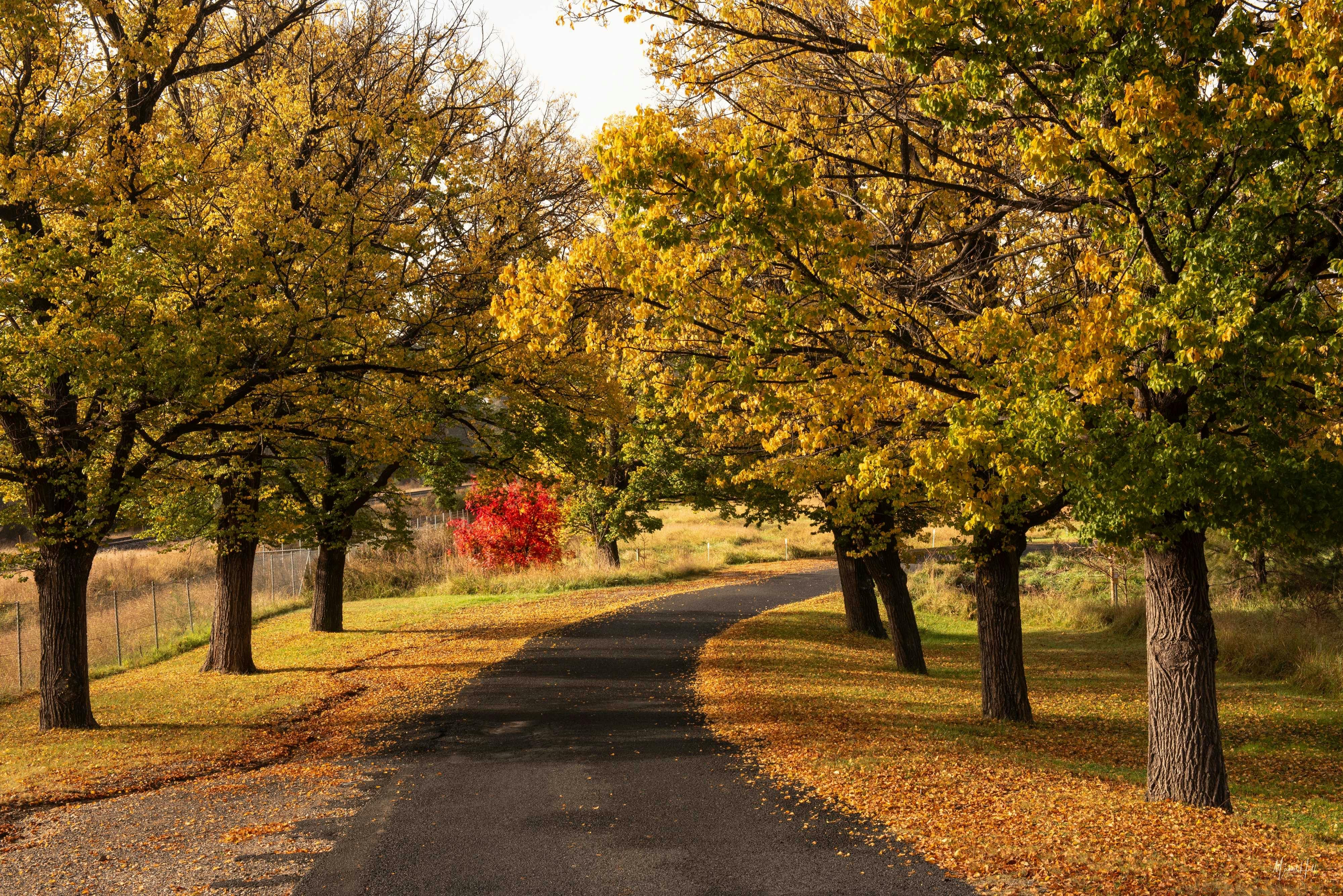 Trees decked in their Autumn Colours