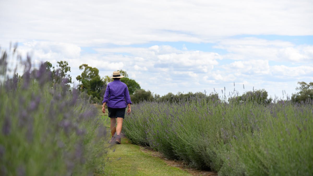 Amongst the Lavender