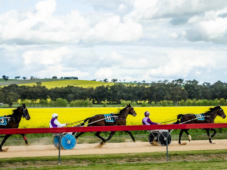 Grenfell Jockey Club Race 2015