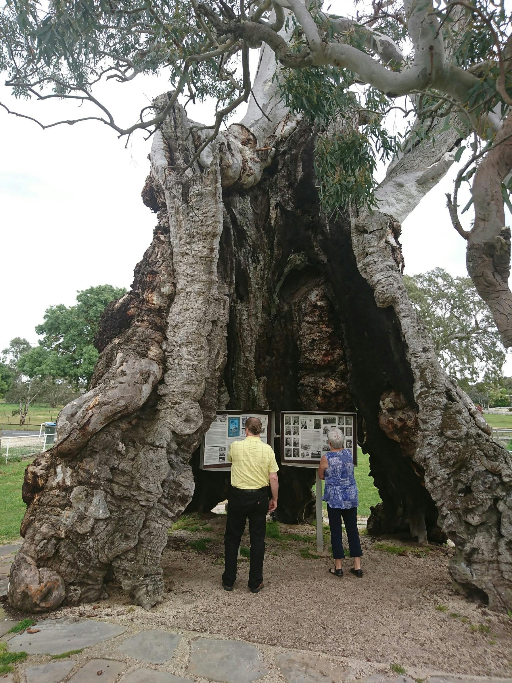 Herbig Family Tree - Barossa Valley