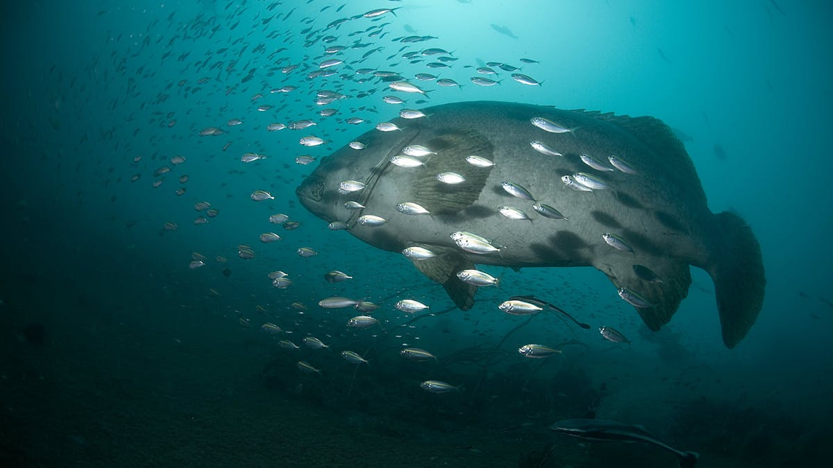 Giant QLD Grouper
