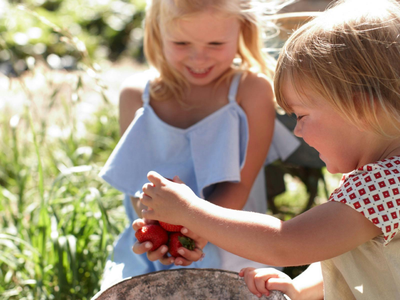 Strawberry picking at Beerenberg