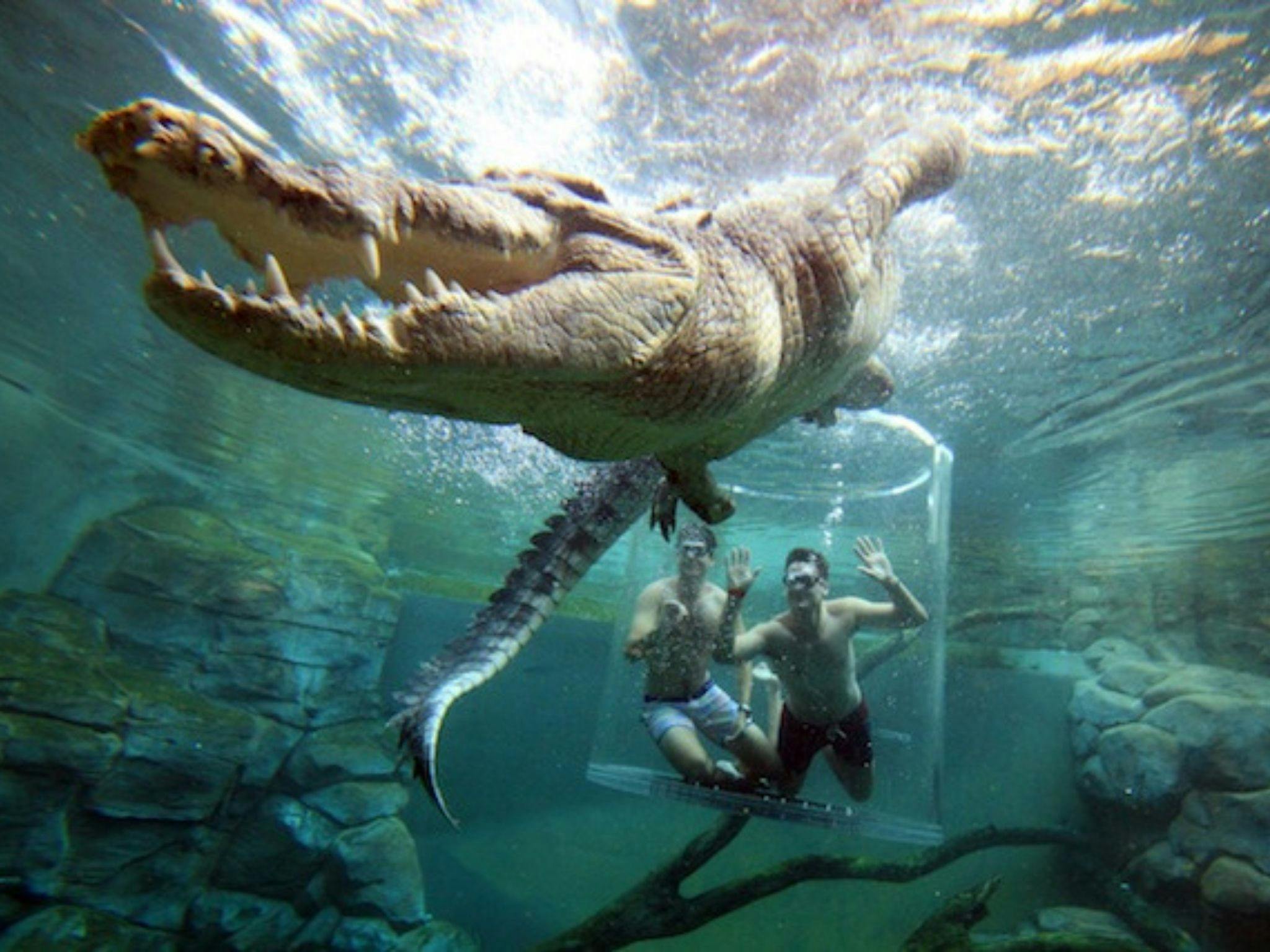 Crocosaurus Cove Cage of Death