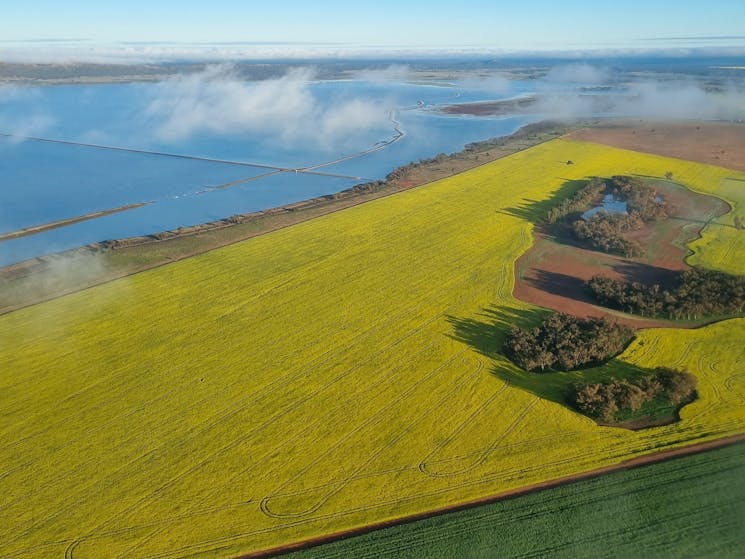 A canola field surrounding the beautiful Lake Brewster near Hillston, NSW