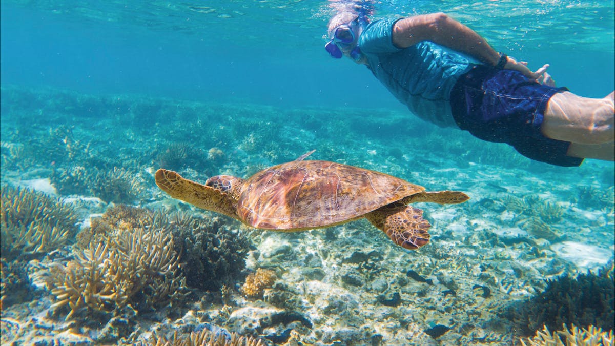 Snorkelling with turtle