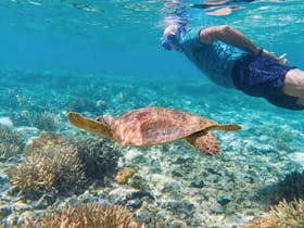 Snorkelling with turtle