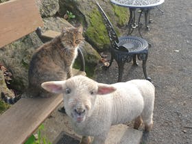 Cat and Lamb