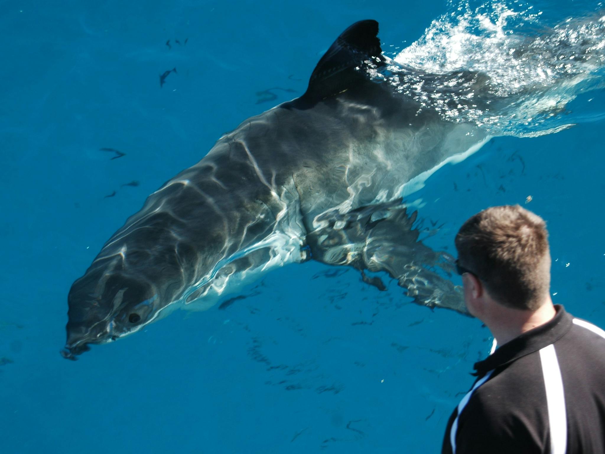 Rodney Fox Shark Expeditions Slider Image 4