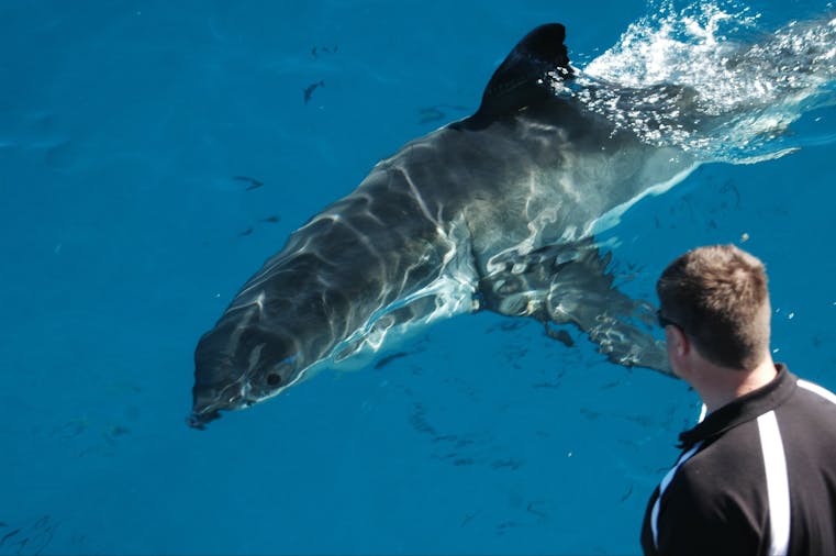 Rodney Fox Shark Expedition