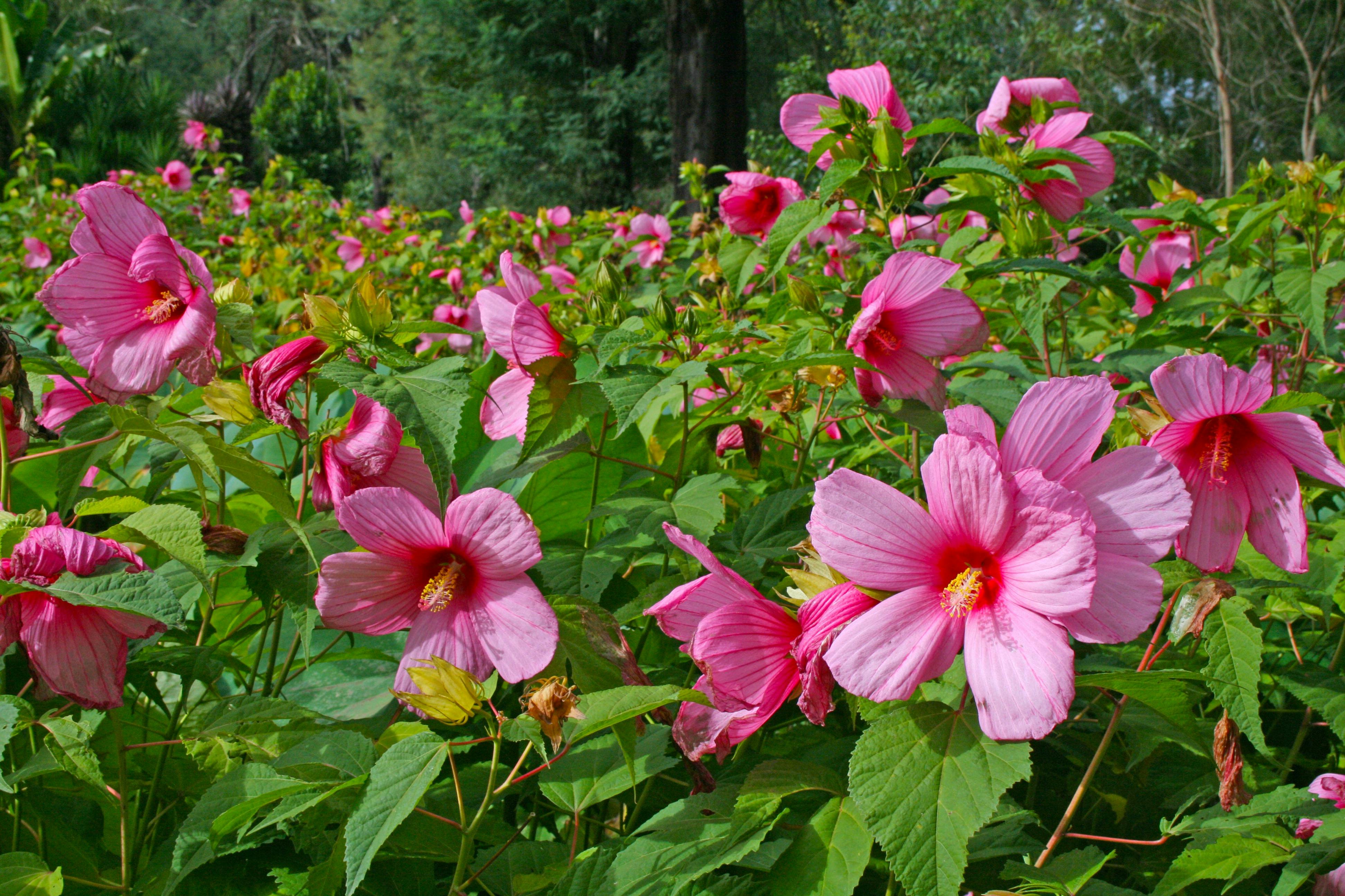 Hibiscus Flower Display