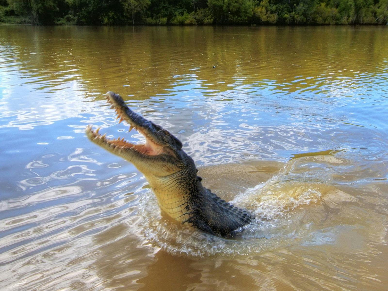 Jumping Crocodile