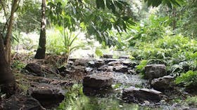 Redcliffe_Botanical_Gardens_2_moreton_bay_region