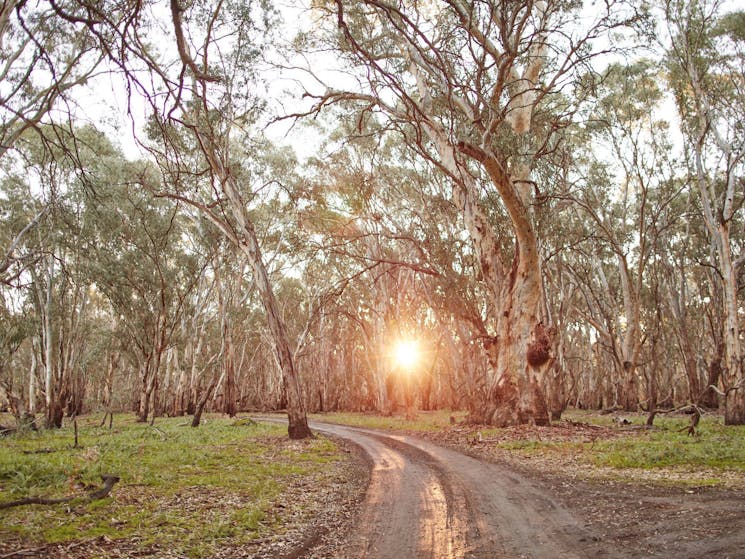 Nyah Vinifera State Forest