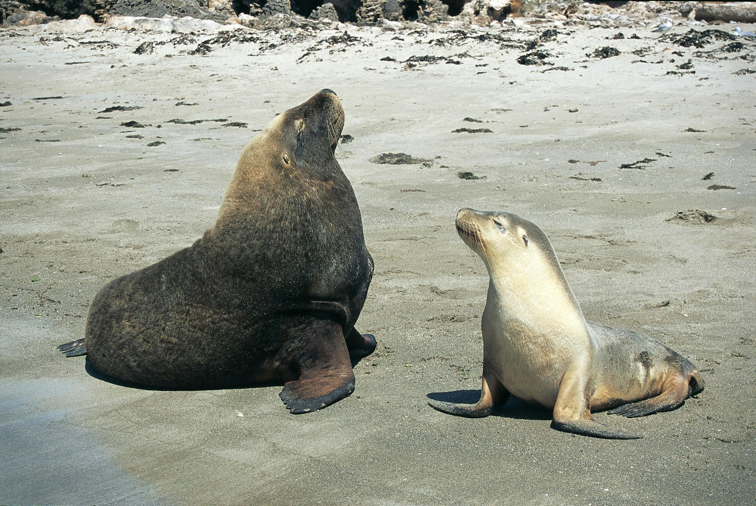 Australian Sea Lions, Shoalwater Islands Marine Park, Western Australia