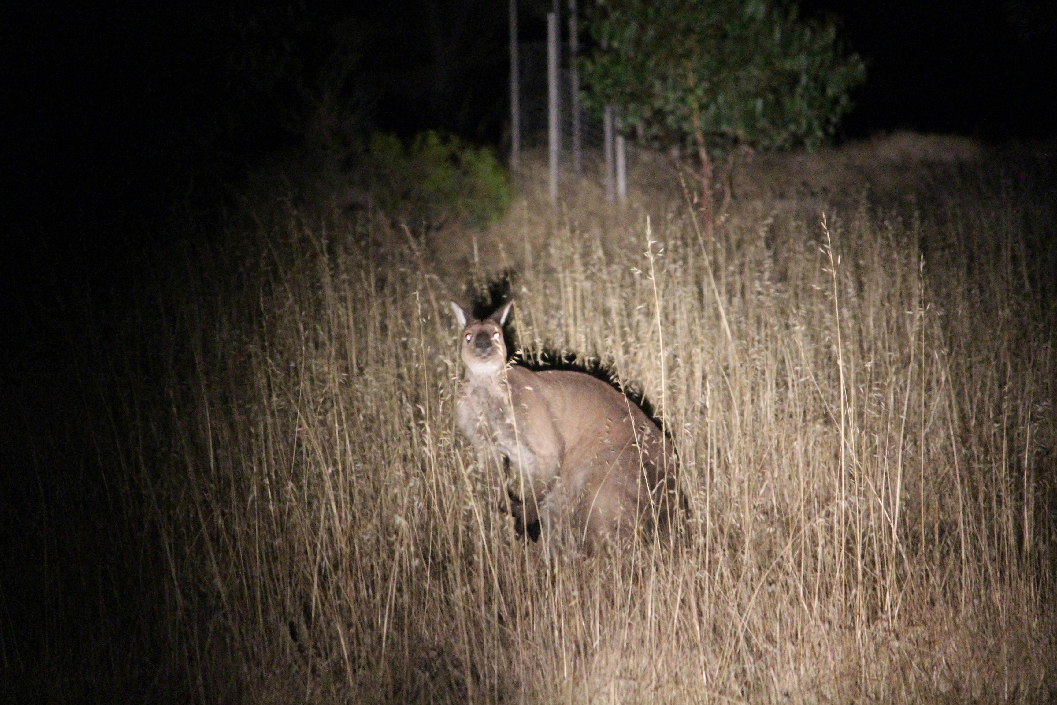 Kangaroo