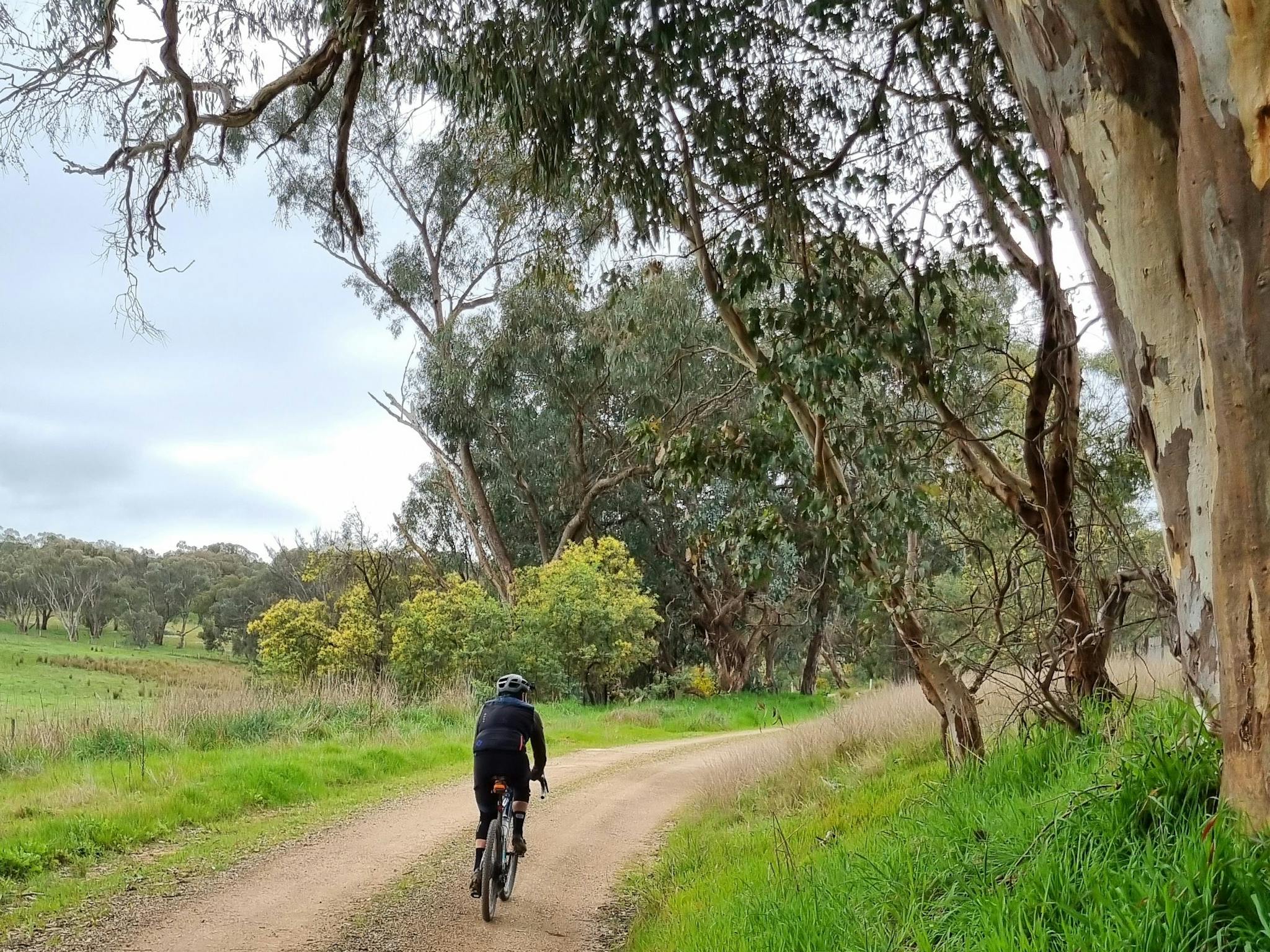 Cyclist on Gravel Road, puddles, green grass & trees on right, farmland, light green bushes on left
