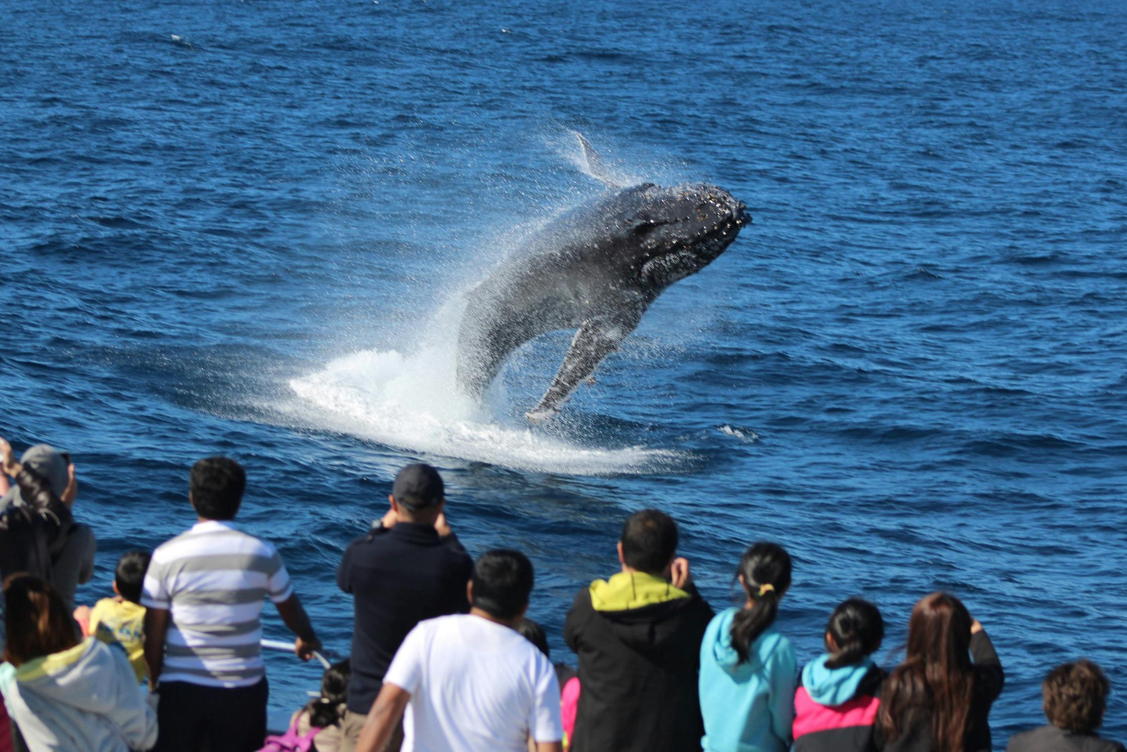 Tangalooma Whale Watching