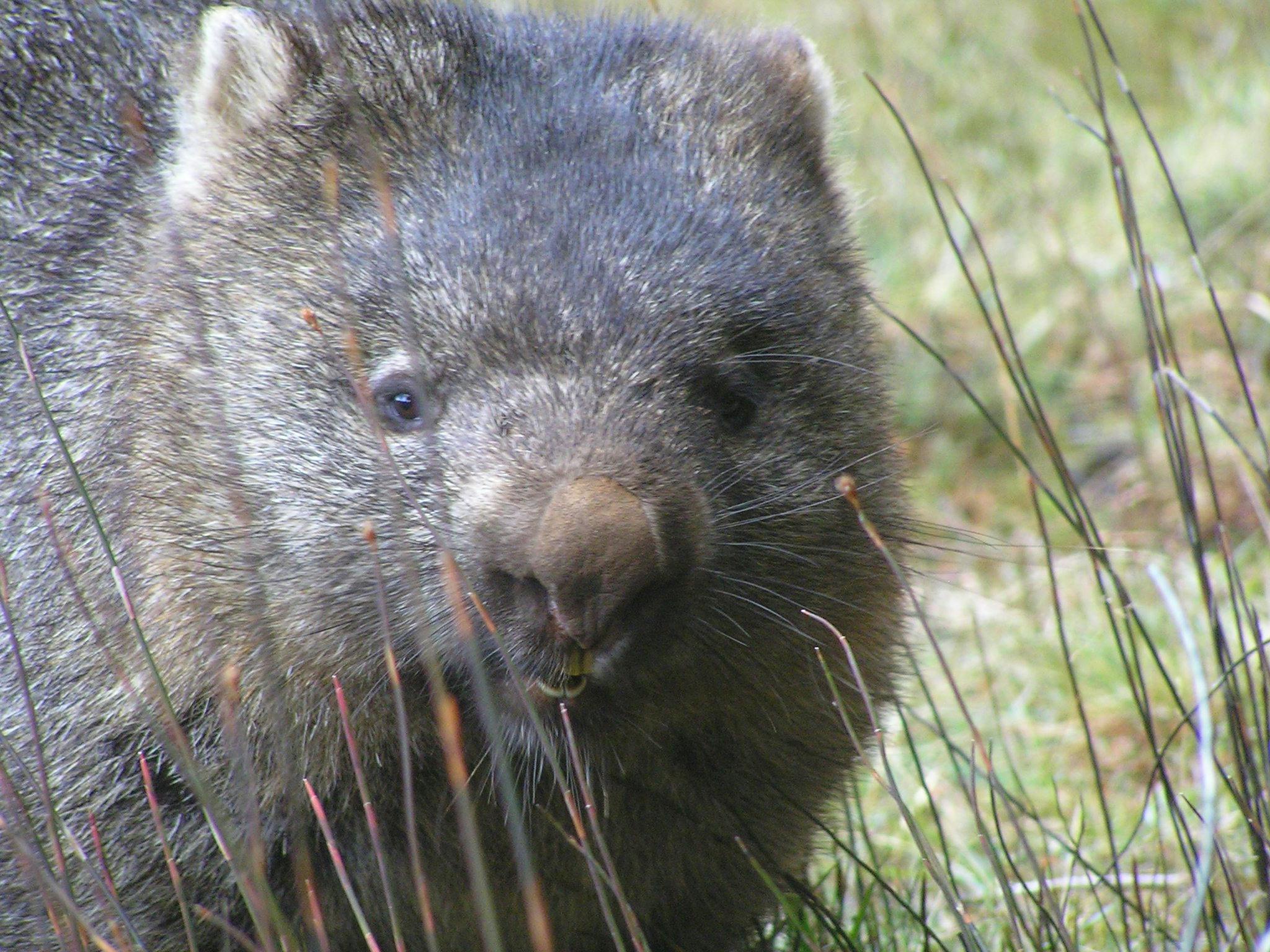 Tasmanian Wombat