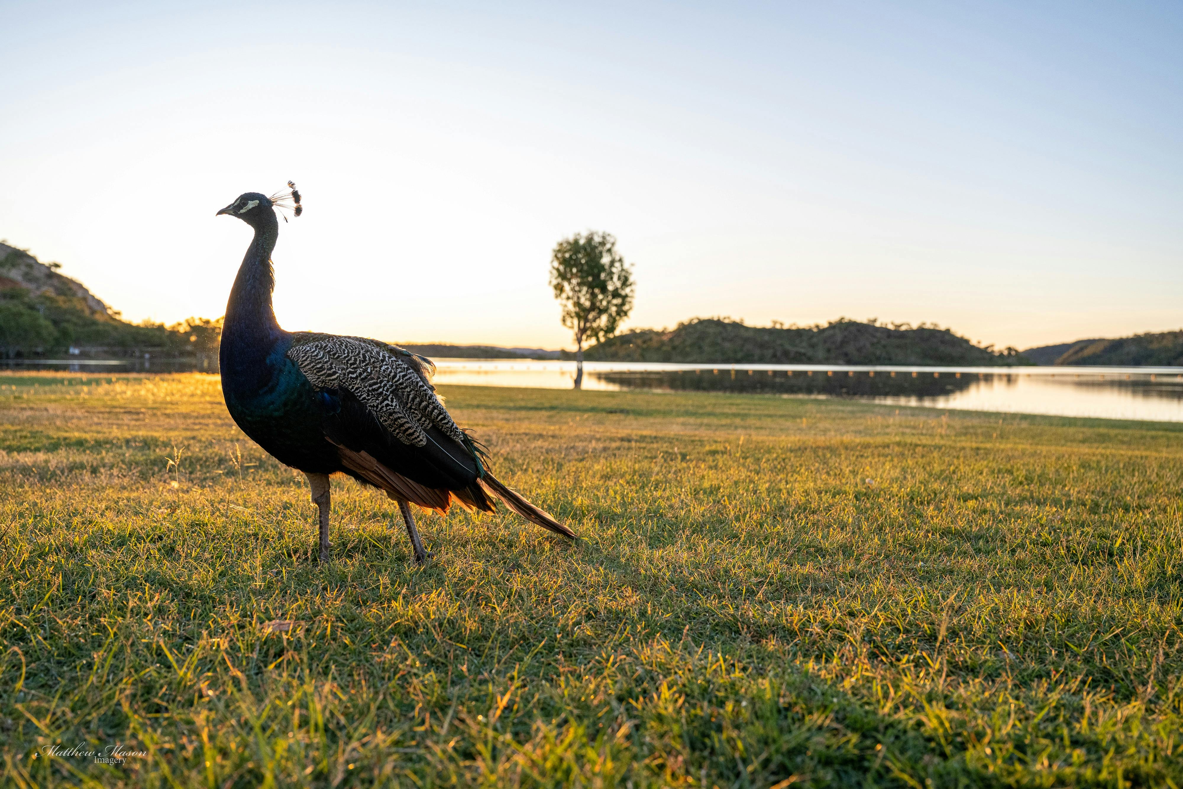 peacock at Transport bay