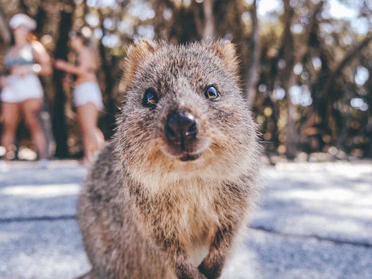 Quokka - animal similar to rat except on hind legs and cute. Nose more like a koala bear.