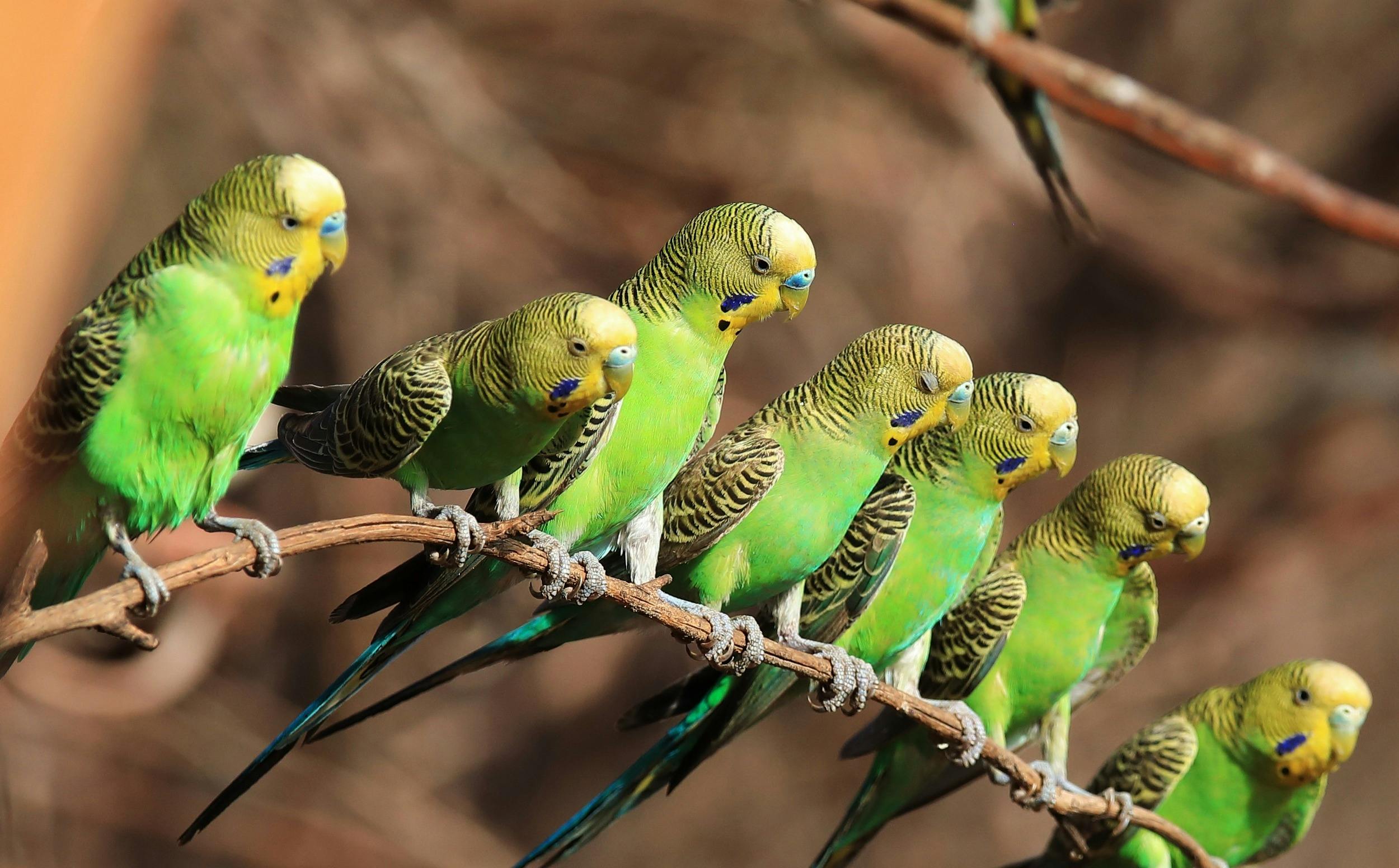 Birds at Ilkurlka