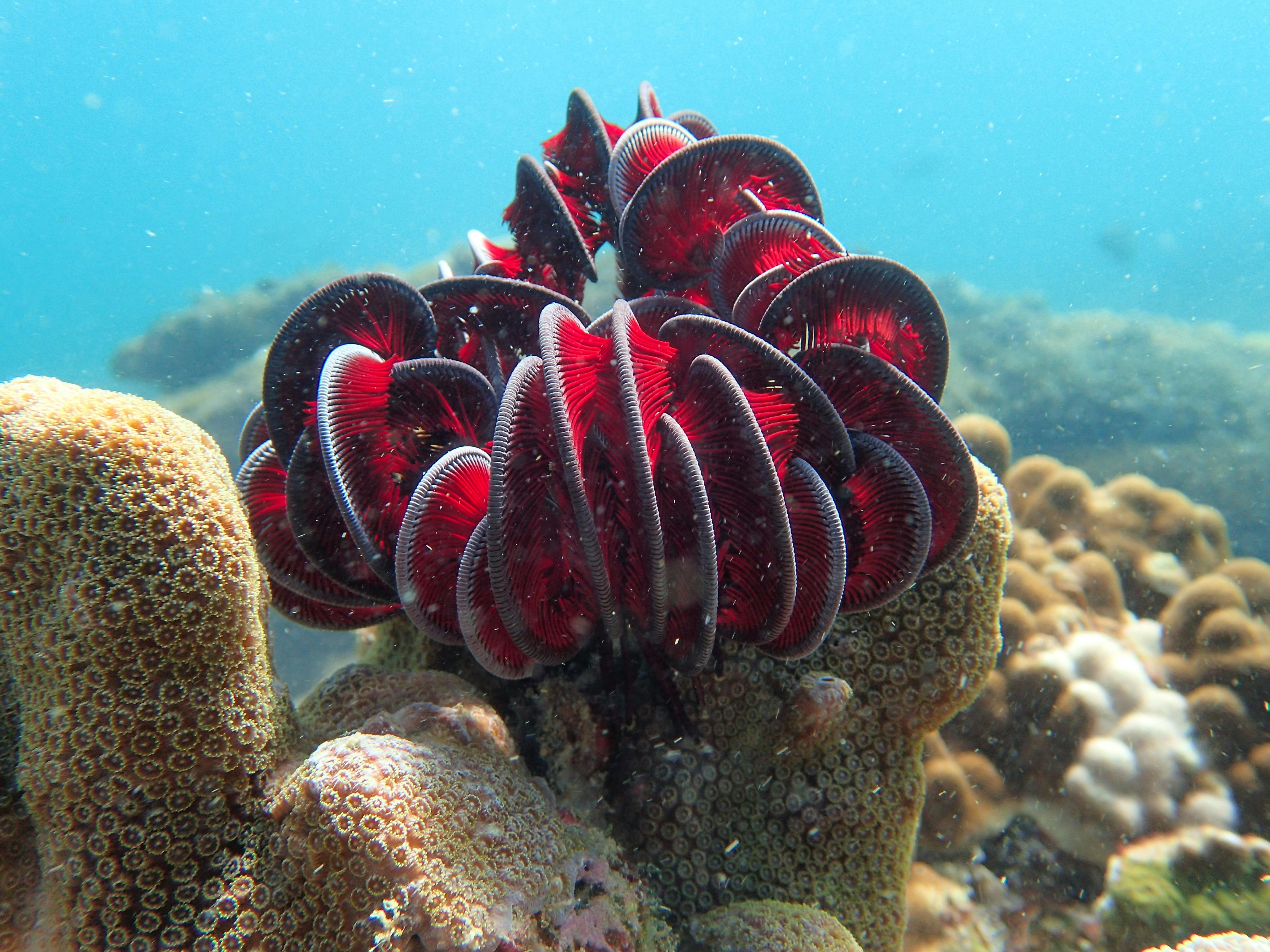 Coral