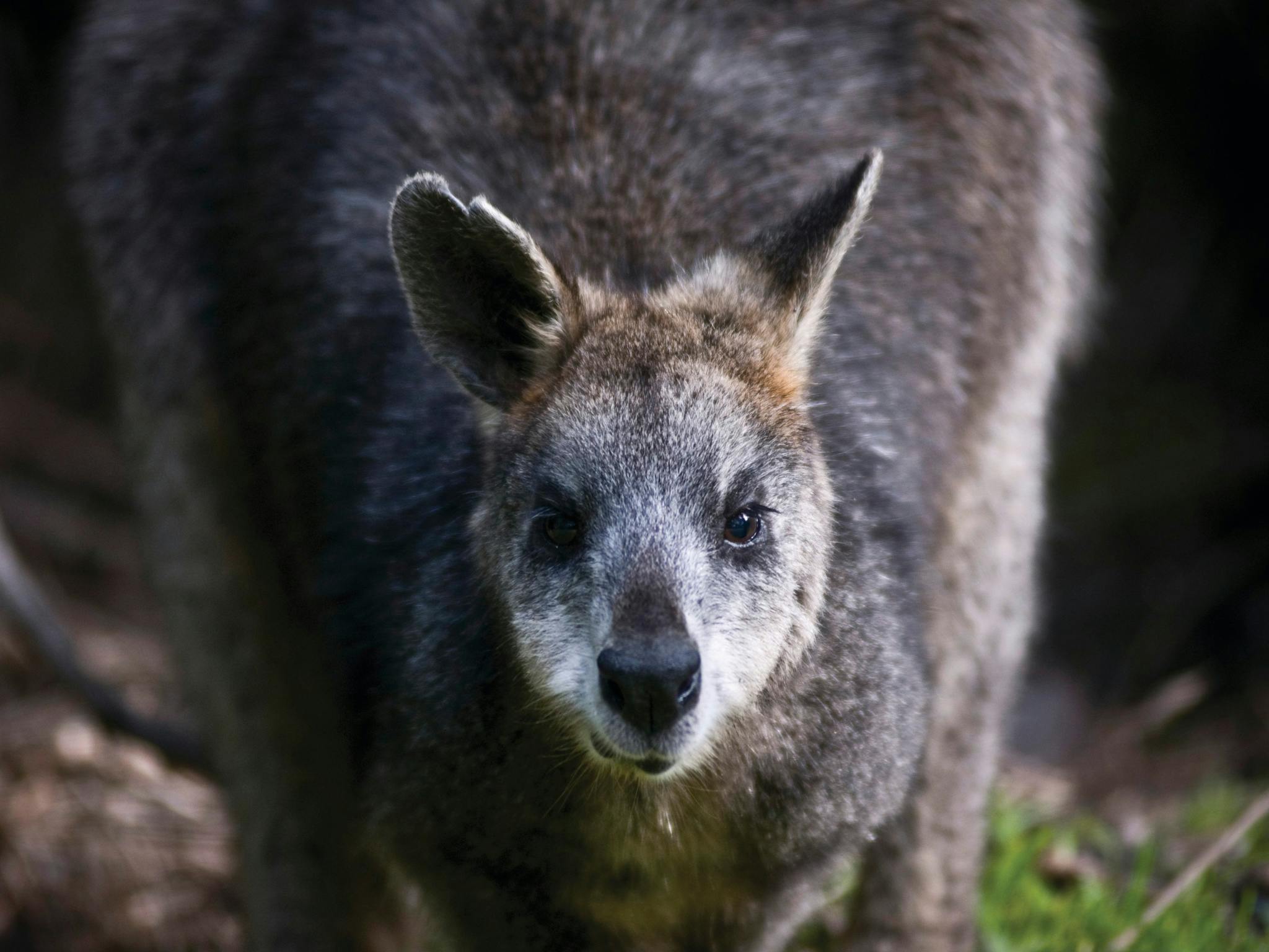 Great Otway National Park edit