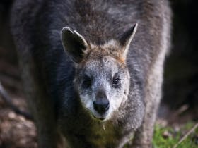 Great Otway National Park