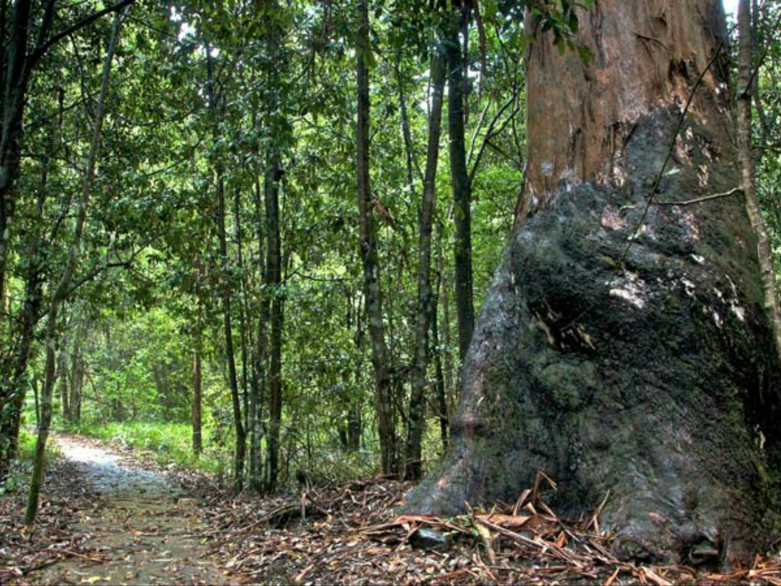Rundweg Blue Gum