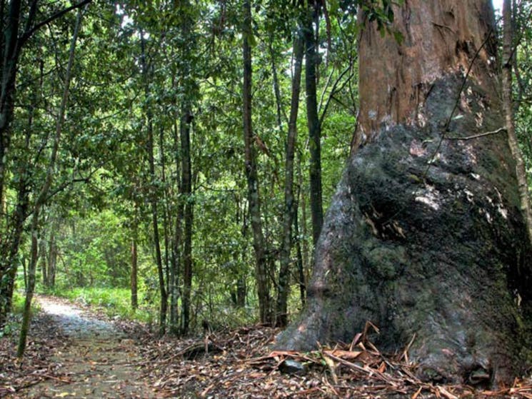 Blue Gum loop trail