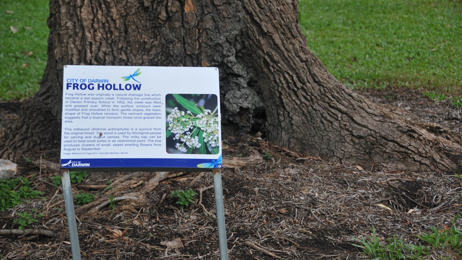 Frog Hollow