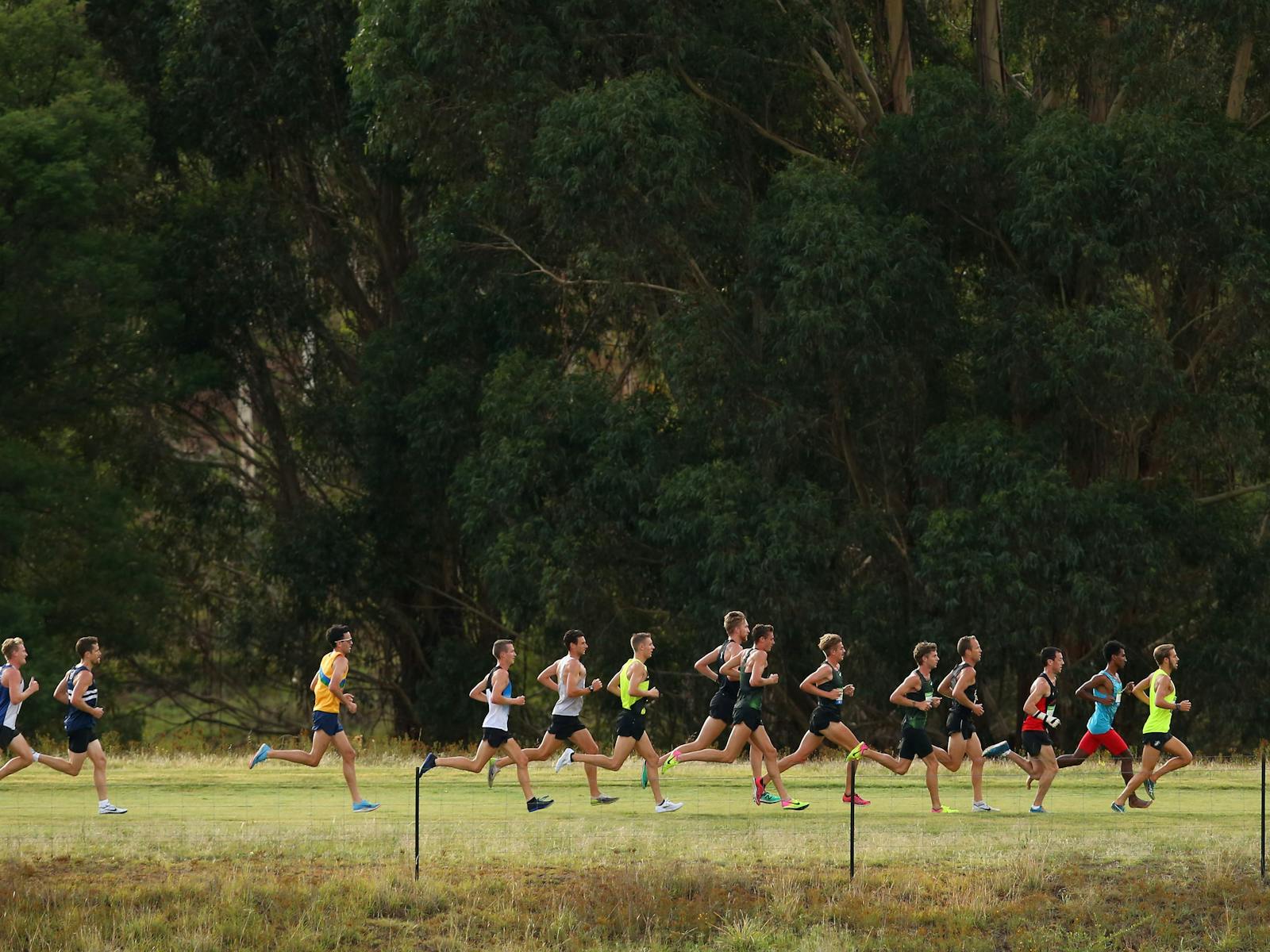 Image for Australian Cross Country Championships