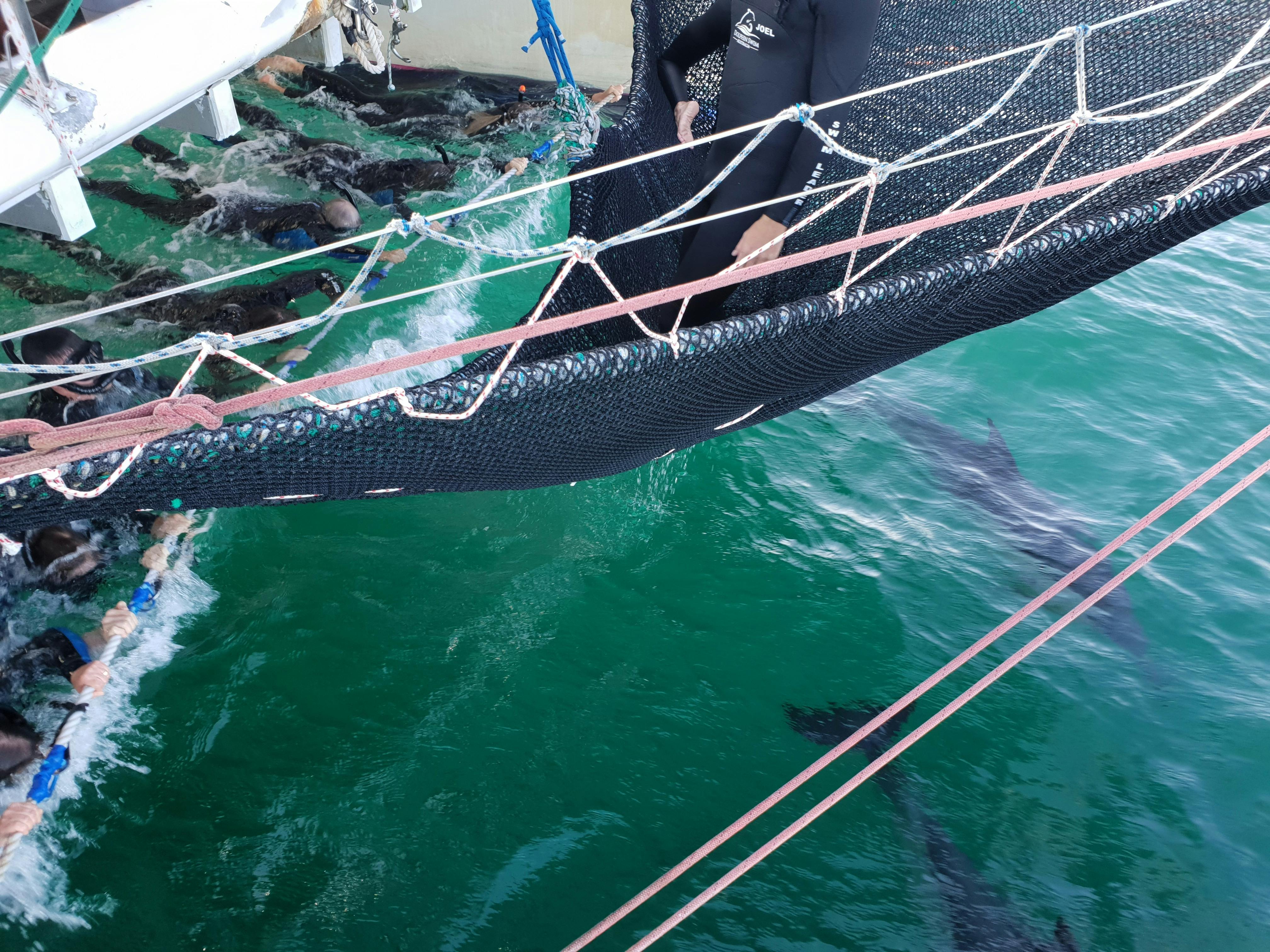 The dolphins are inquisitive & like to come quite close to the people in the water.