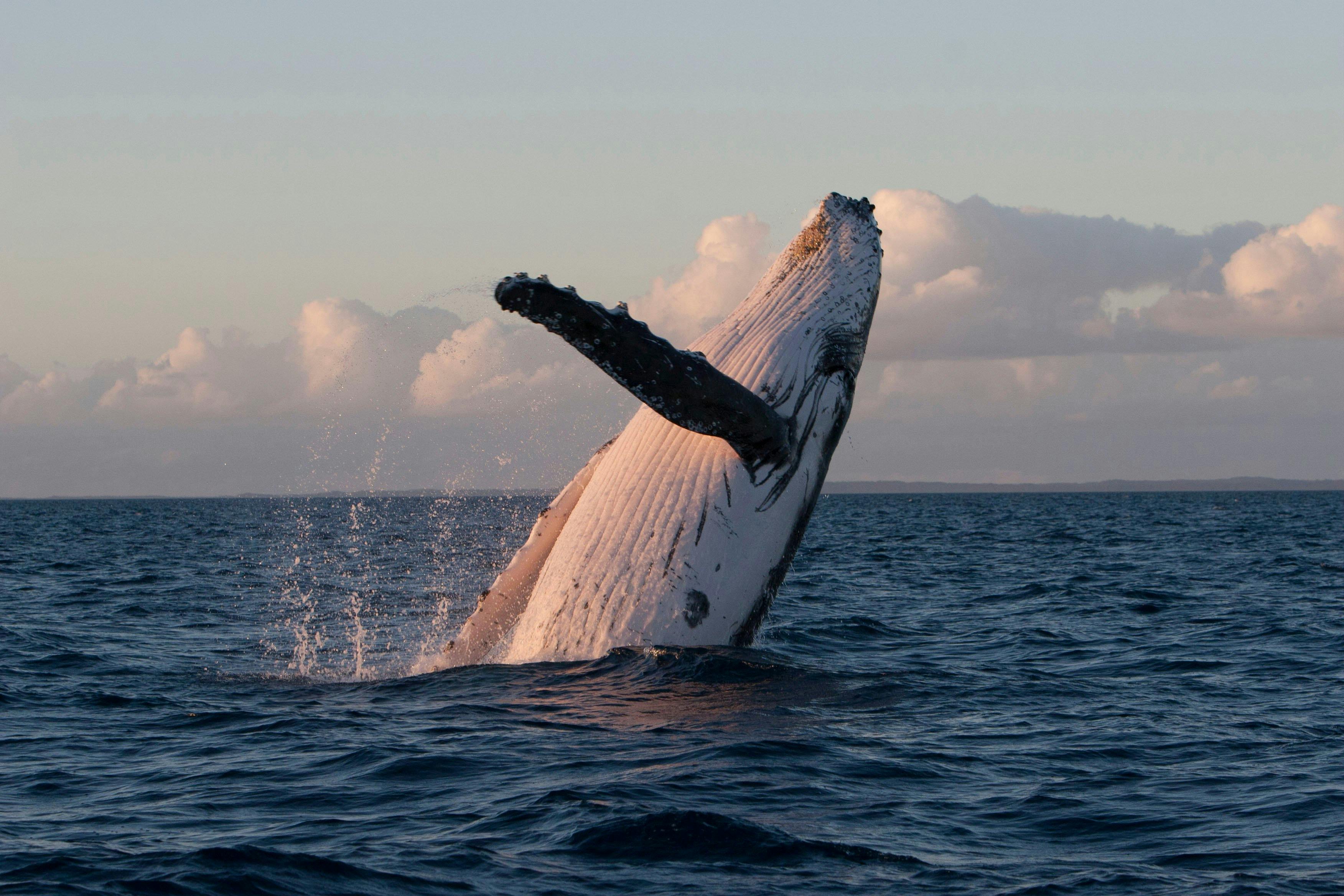 A wonderful experience to see a breaching whales.