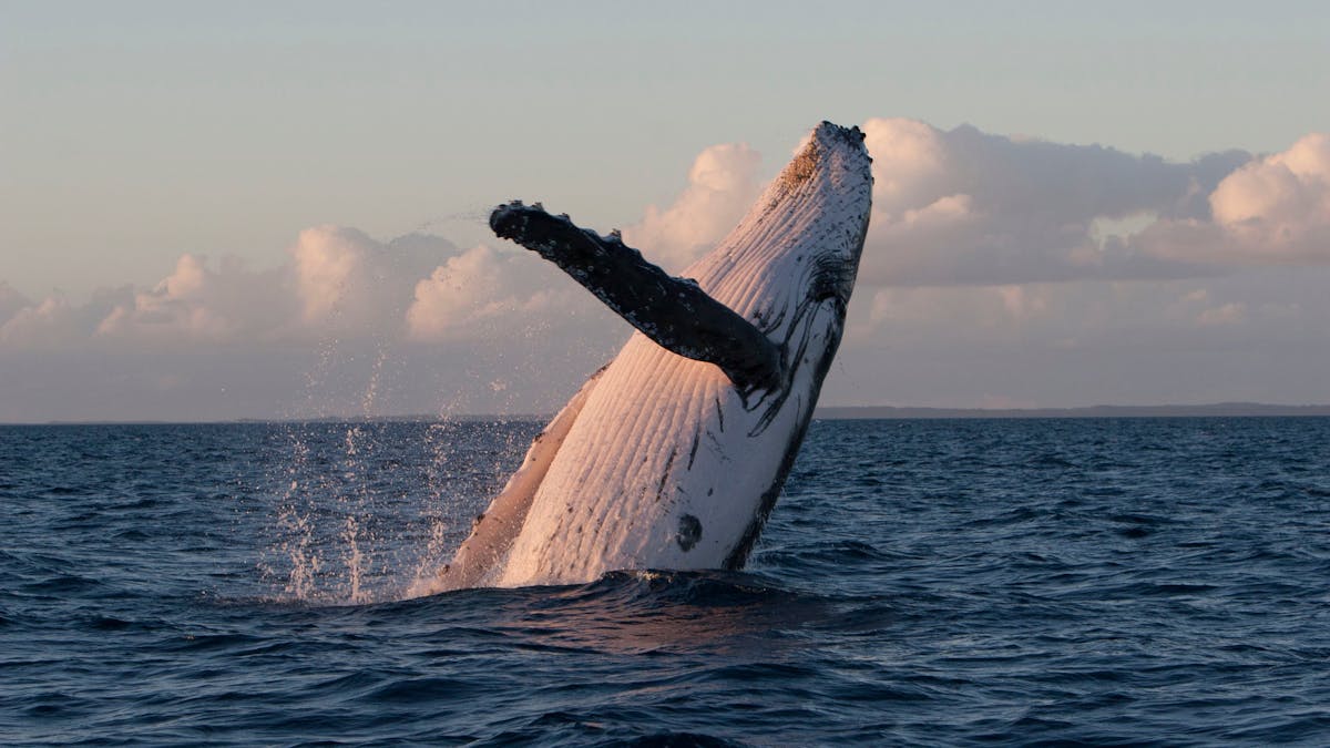 A wonderful experience to see a breaching whales.