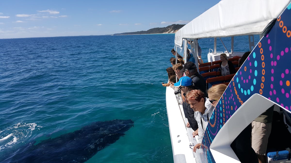 Whale Mugging Hervey Bay