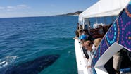 Pacific Whale Foundation Eco Adventures Australia Visit Fraser Coast