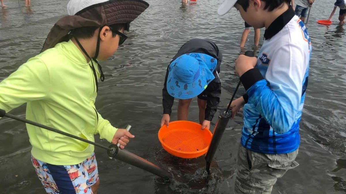 Pumping Yabbies at Nudgee Beach