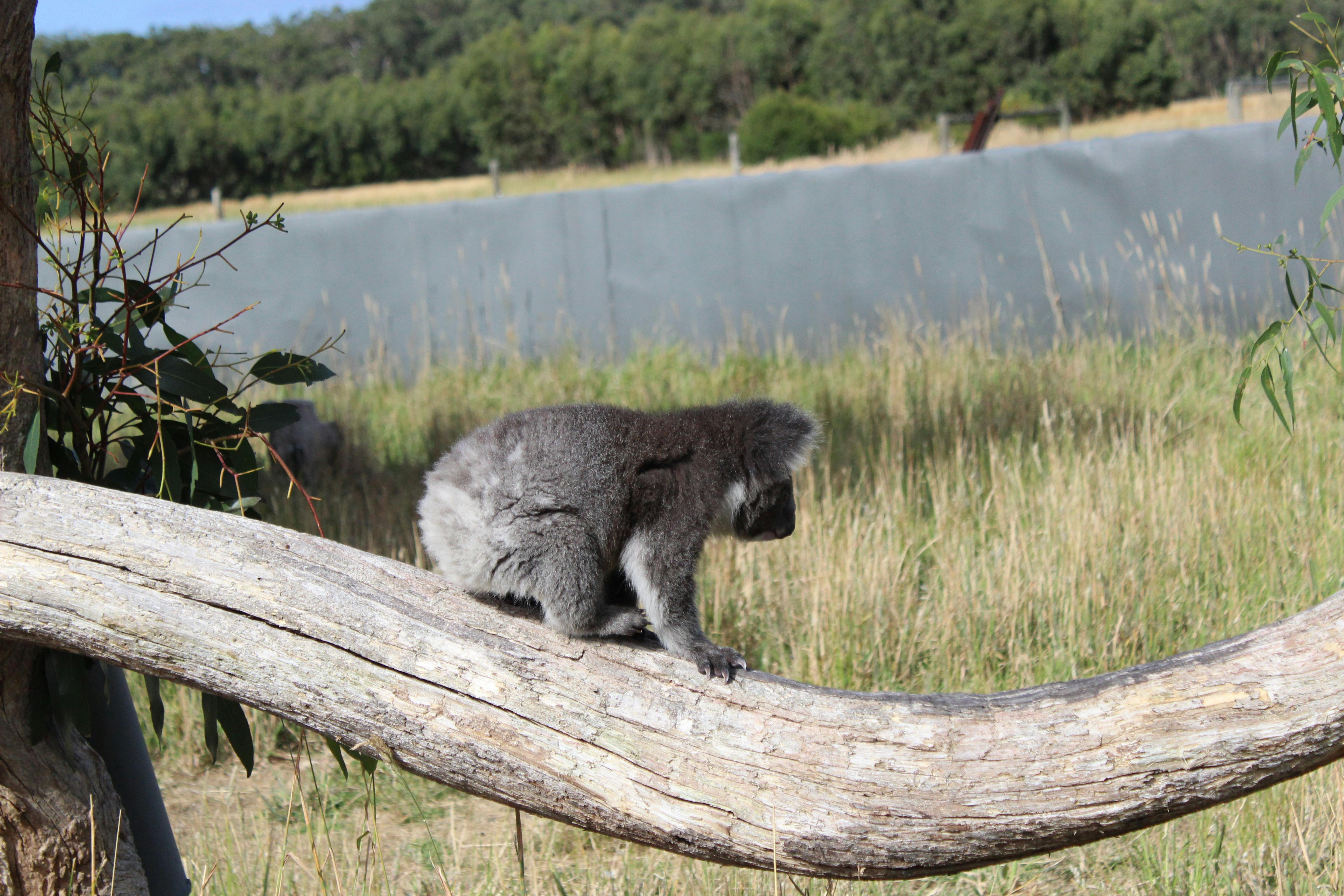 Great Ocean Road Eco lodge