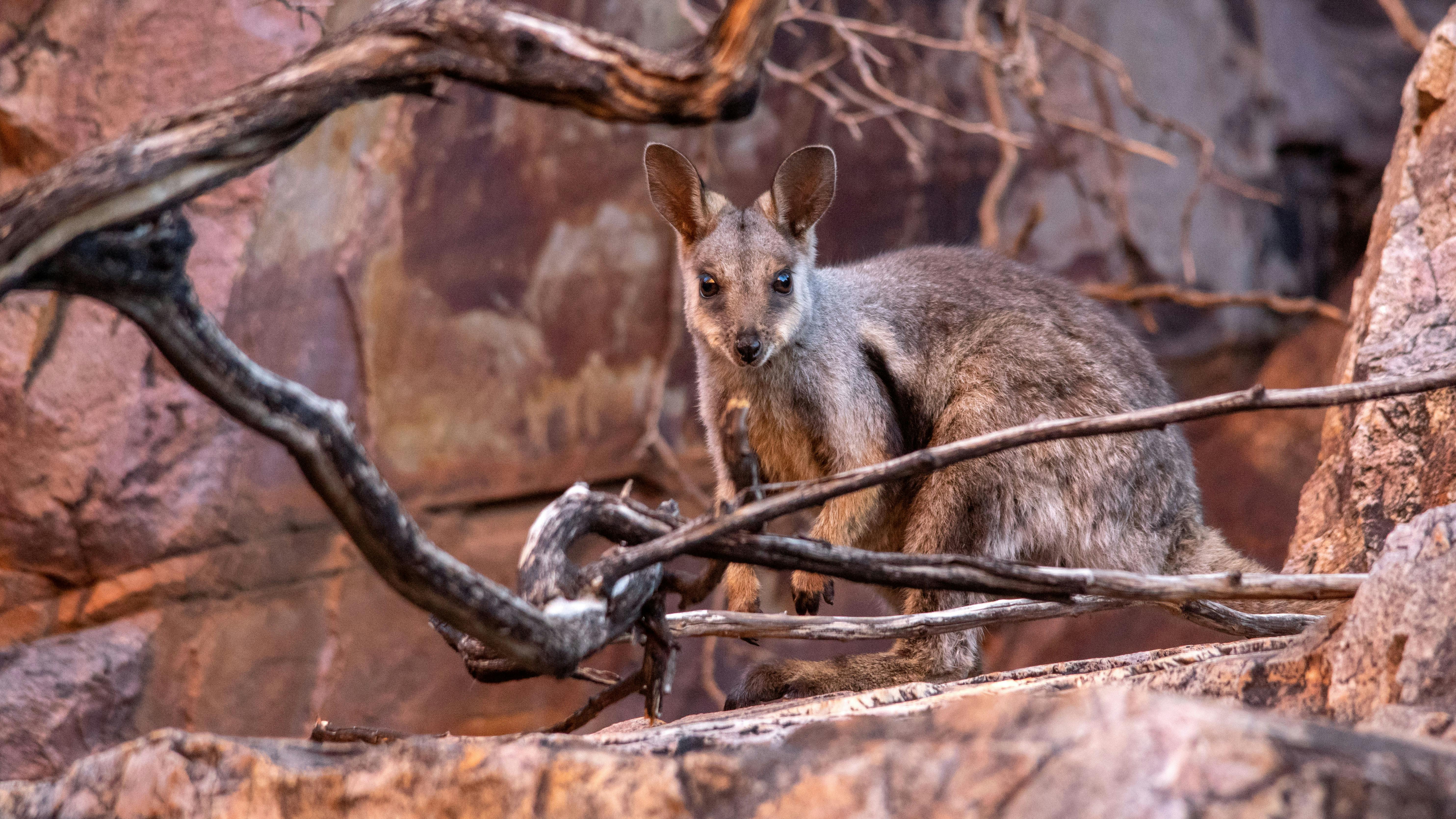 Rock Wallaby