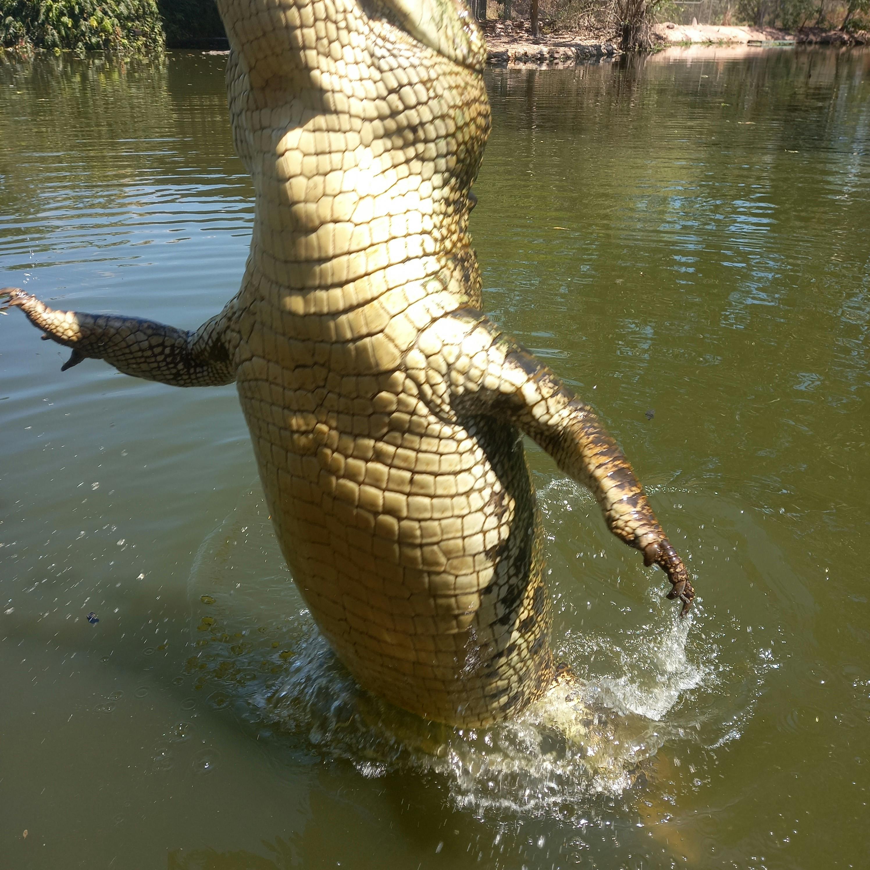 crocodile