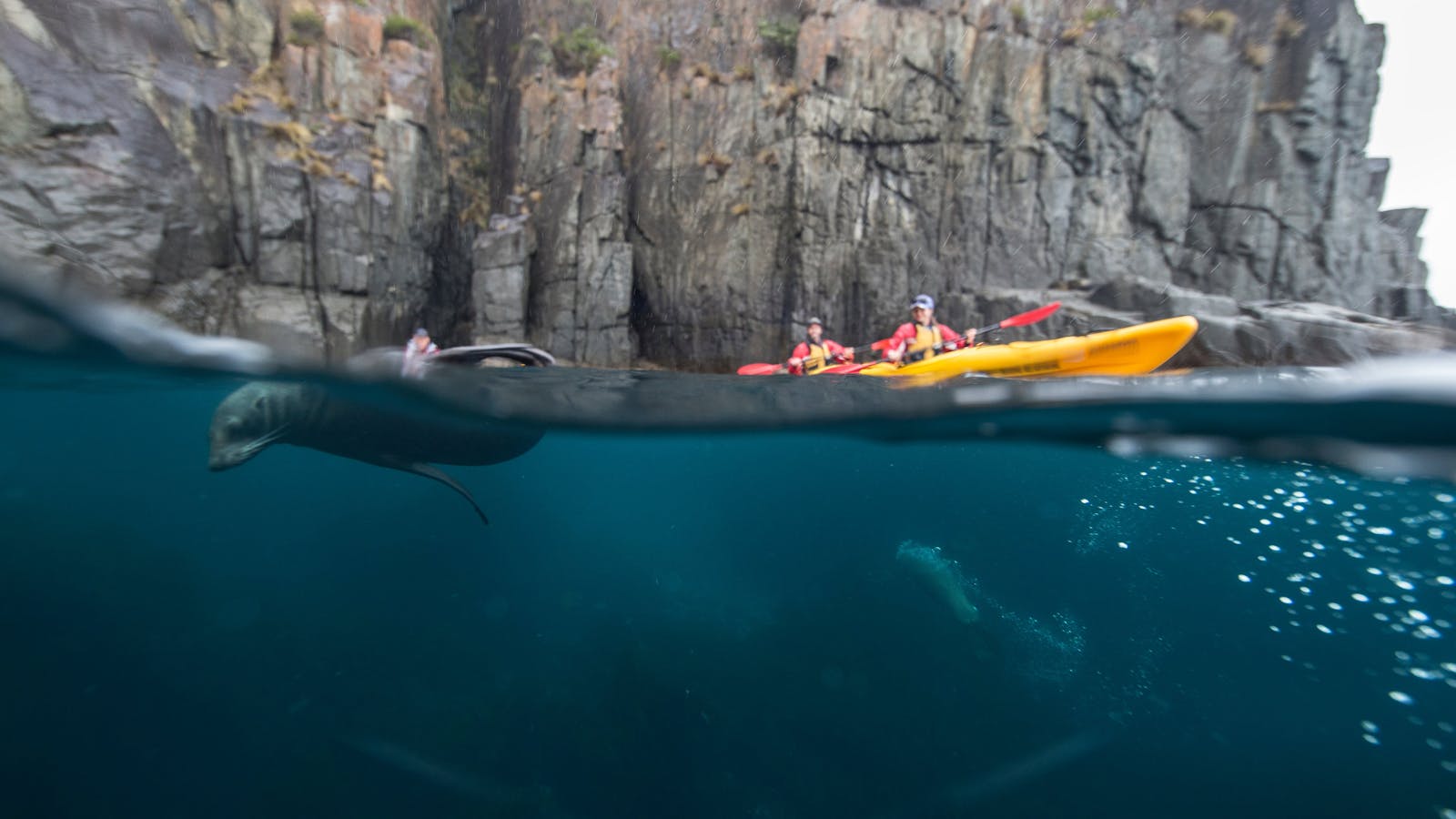 Kayaking with seals on the Tasman Peninsula