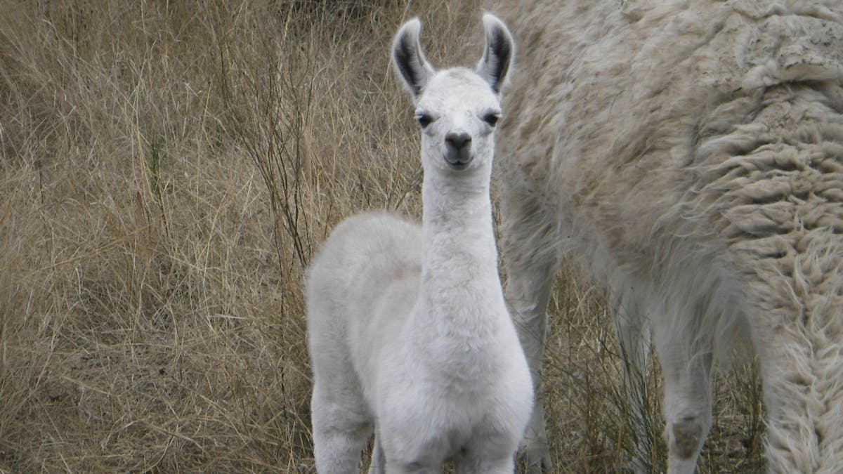 a White baby Llama