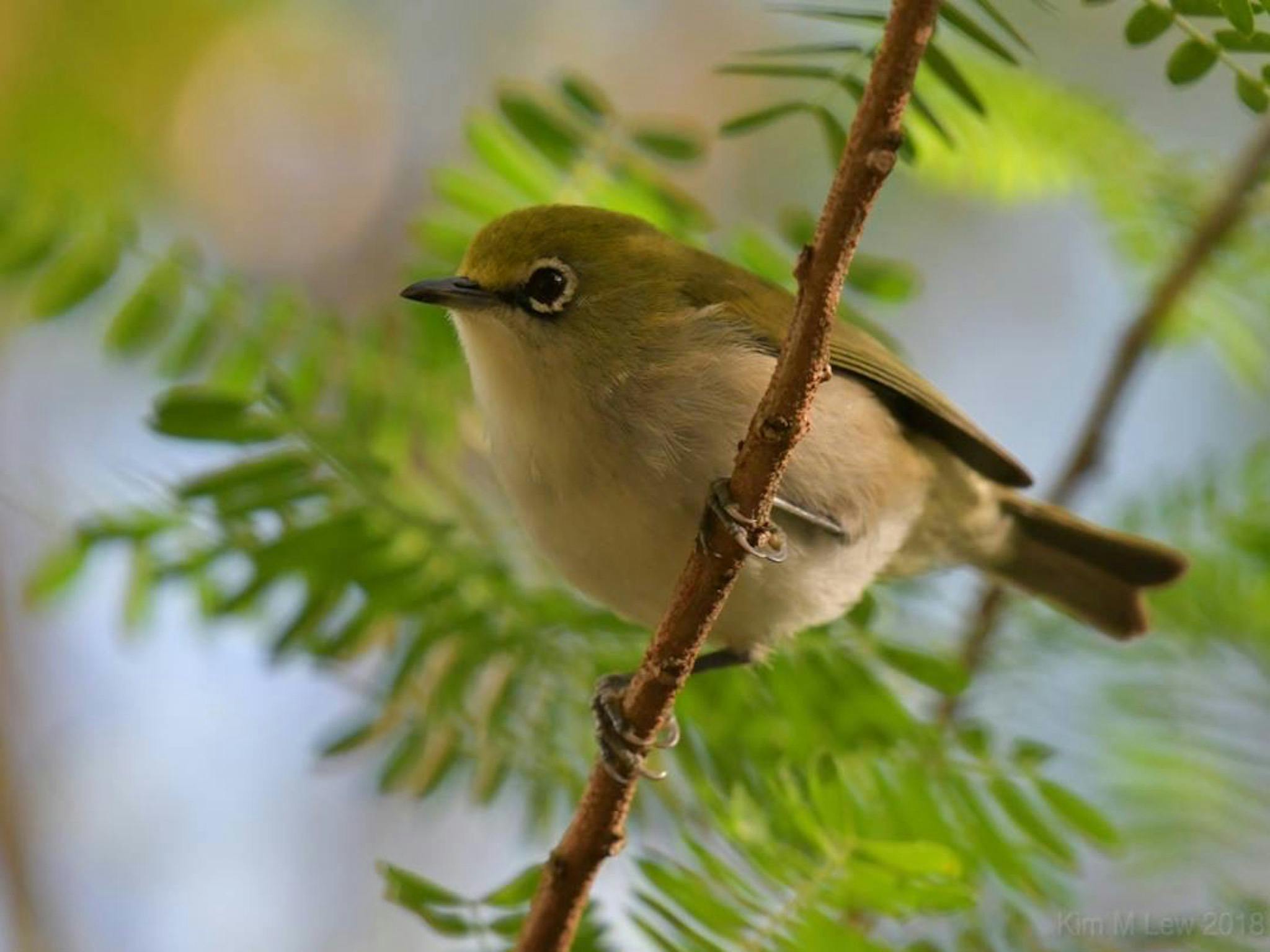 Christmas Island Bird'n'Nature Week