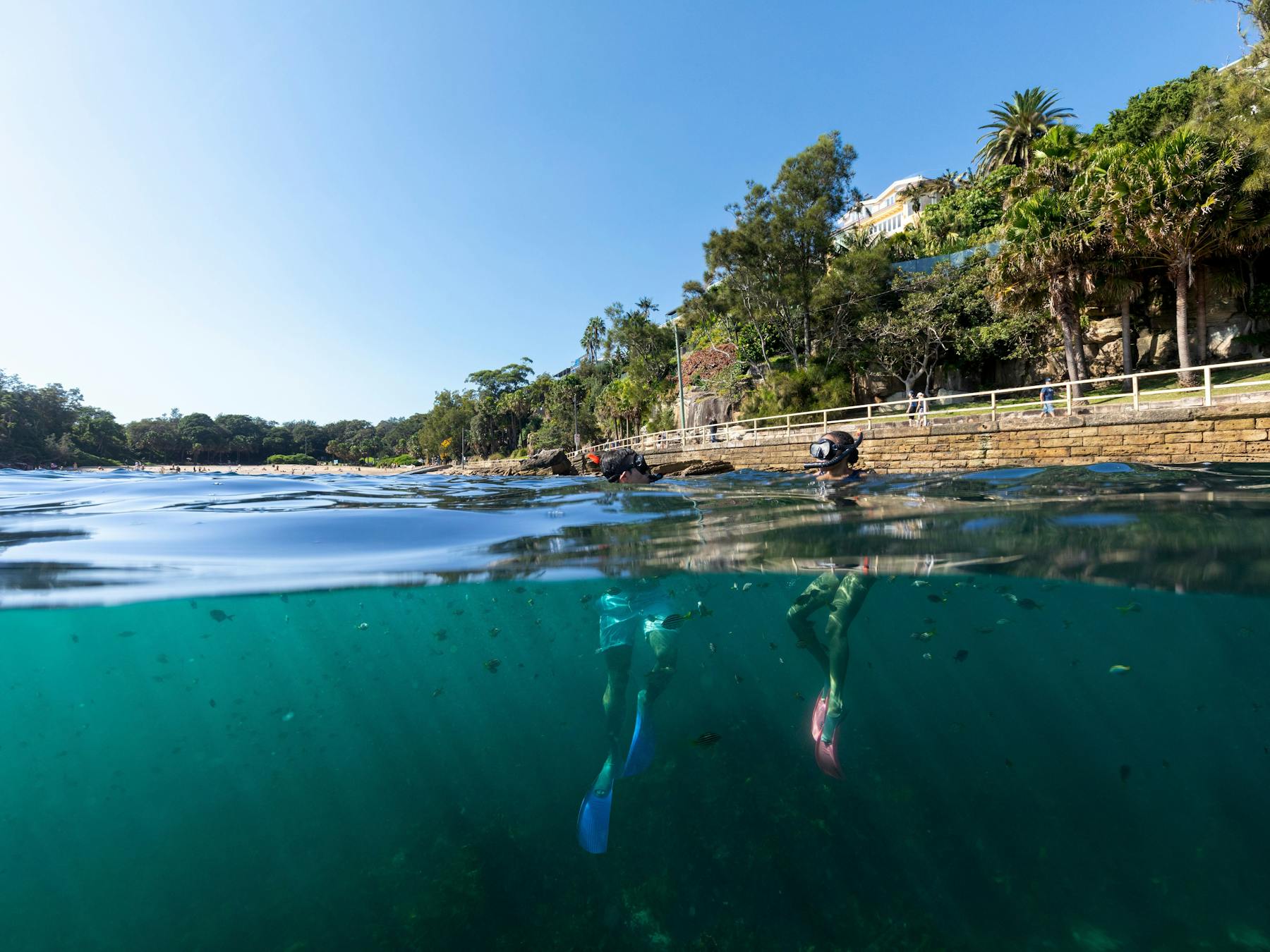 Sydney Snorkeling Tour of Cabbage Tree Bay Aquatic Reserve, Manly