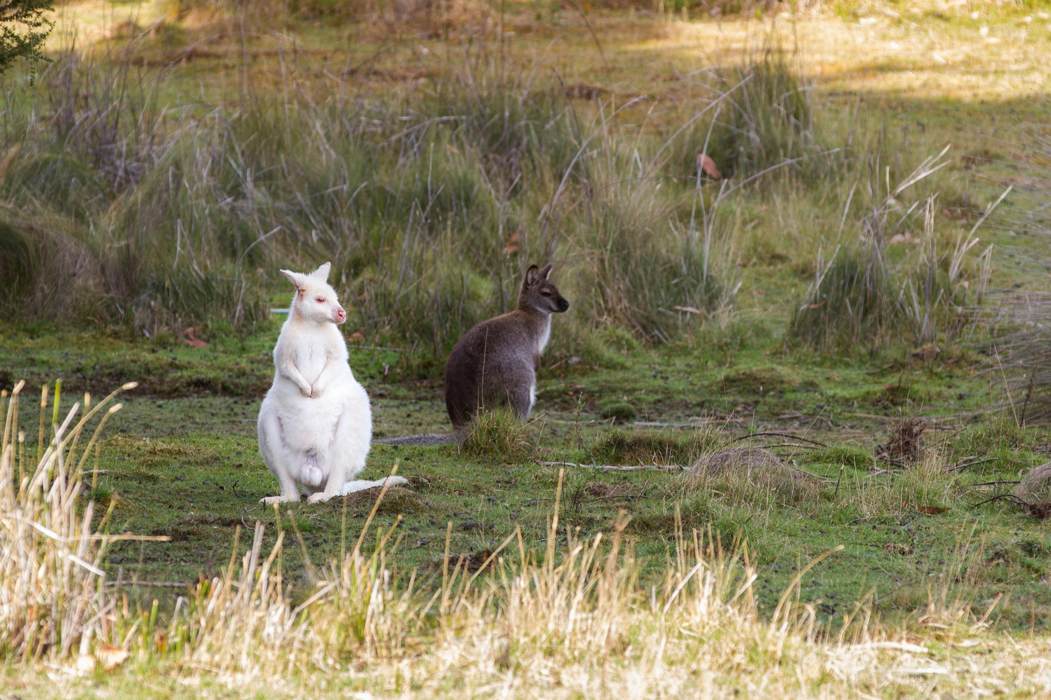White Wallaby on Bruny Island, Bruny Island Tours and Wildlife